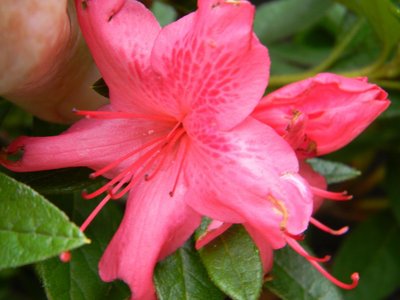 Encore Azalea Sundance   new this season first flowers