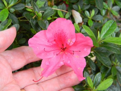 Encore Azalea Carnival   new this season first flowers