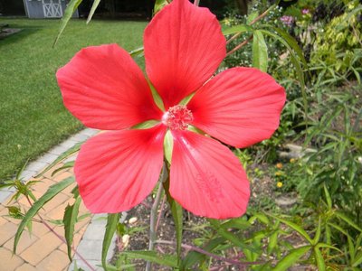 hibiscus