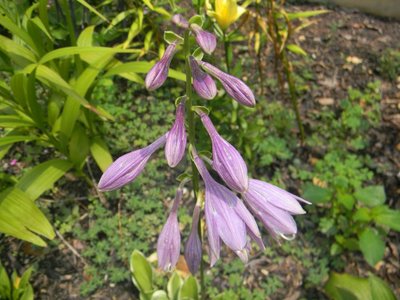 Touchstone - the only &quot;Tiara&quot; type I have in flower now.