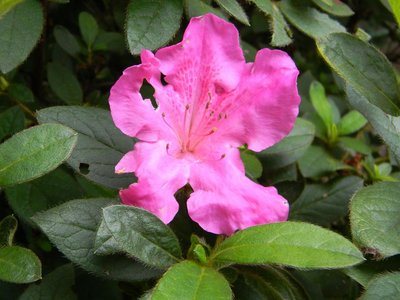 Encore Azalea Twist