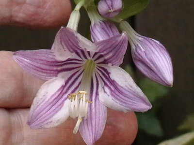 rectifolia 'Aomori Setting Sun'  first time flowering