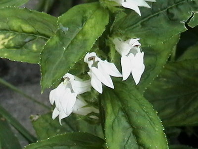 White Cardinal Flowers - thought I had lost these