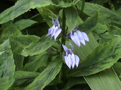 Blue Cardinal Flower