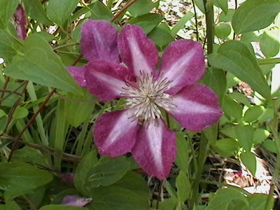 clematis