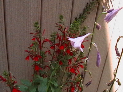 Red Cardinal Flowers and Kinbuchi Tachi flowers