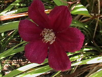 Clematis