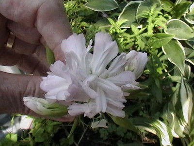 weed - don't know what it is - I found it growing on the side of a road and it's well <br /><br />behaved. (edit 11/19/2012  this is a Double-flowered Catchfly)