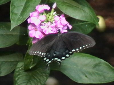Phlox and Black Swallowtail