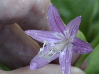 Korean Snow - spidery