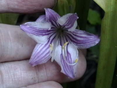 Aomori Gold - first time flowering