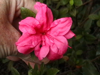 Encore Azalea Empress