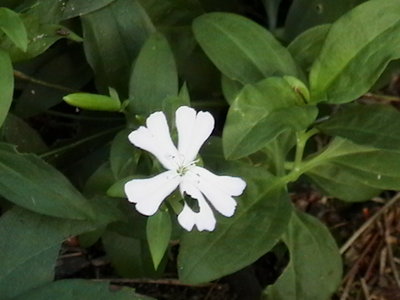 weed - single flower version of one shown before