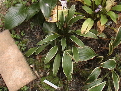 rectifolia 'Chinea'