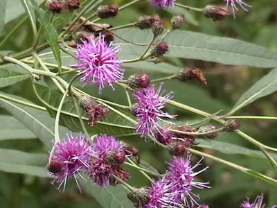 flowers in the 'butterfly' area