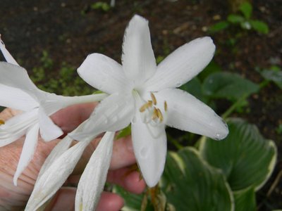 Redolent Nosegay - Fragrant Bouquet sport