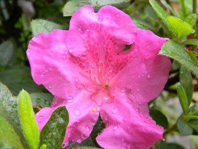 Encore Azalea Twist