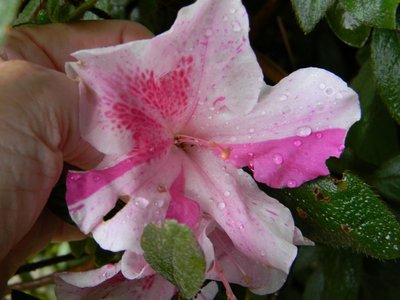 Encore Azalea Twist