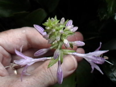 yingeri - first time flowering