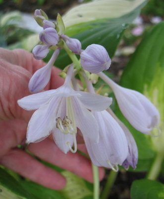 'Summer Music' bloom