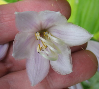 'Summer Breeze' flower July 24