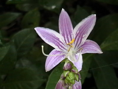 Stiletto flower - 8/6/2011