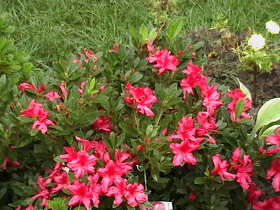 Encore Azalea Sundance