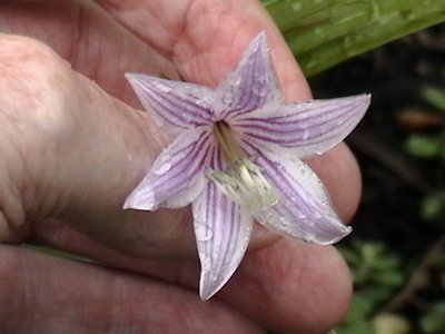 unknown hosta -  (edit: all green sport of Ginko Craig = Green Smash)