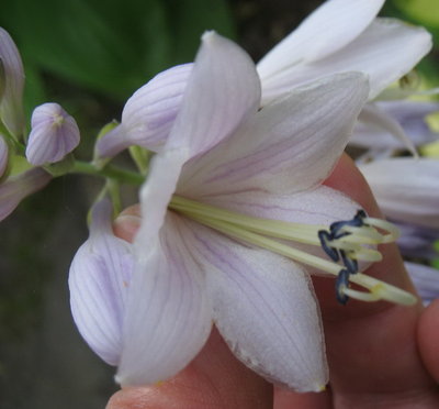 'Stealth' flower July 24