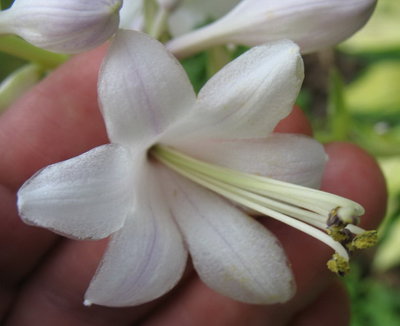 'Sitting Pretty' flower