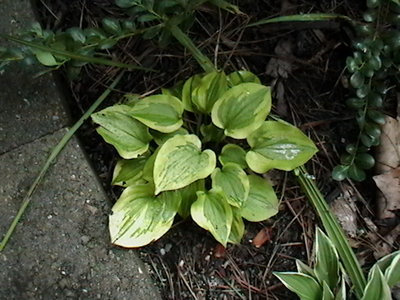 Silver Threads and Golden Needles - August 9, 2011