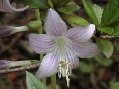 Silver Threads and Golden Needles - June 30, 2011