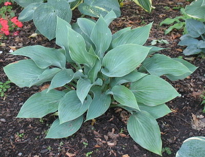 'Salute', July 18 - a better view of the leaves