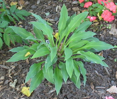 'Salute' seedling taken July 15. This is a 2009 seedling.