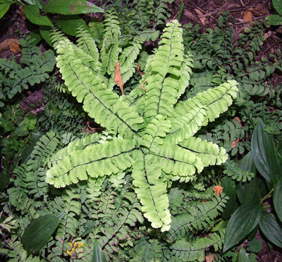 This is Adiatum pedatum, the Eastern maidenhair fern