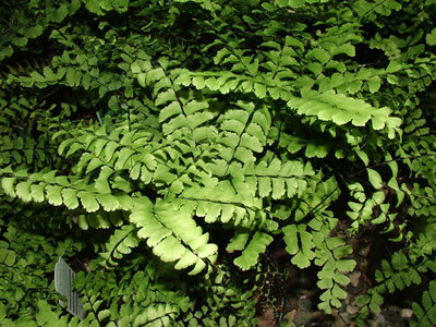 Here is another shot of my new ferns.