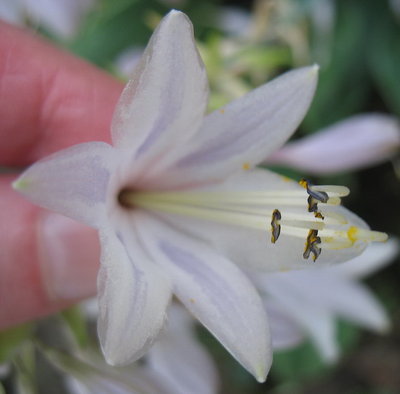 'Restless Sea' flower, August 27