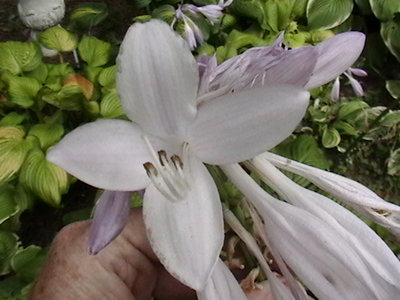 Guacamole - odd 4 petal flower at the fused area