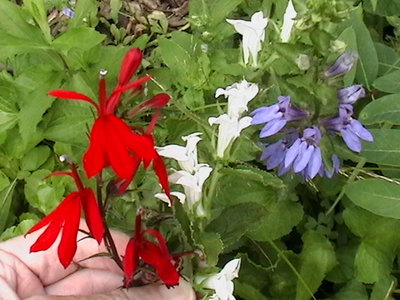 cardinal flowers 11 0928.JPG