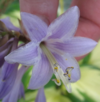 'Peppermint Ice' flower July 24