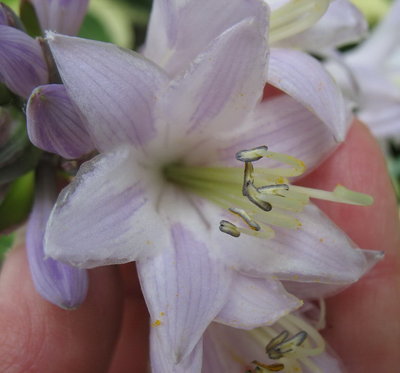 'Patriot' flower July 24