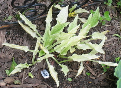 'Outhouse Delight' June 2 - beginning to green up and because we had lots of rain in May, it didn't fry until June this year.