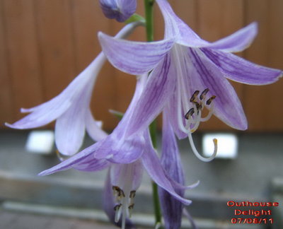 'Outhouse Delight'  bloom a few years ago. Mine did not bloom this year.