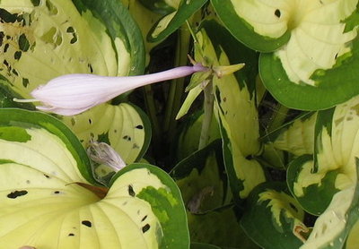 'Morning Light' bud - Aug 9. This year, the plant got sunburnt in June and then slugs moved in.