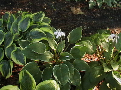 Lady Godiva #2 - July 22, 2011  (that's First Frost on the left)