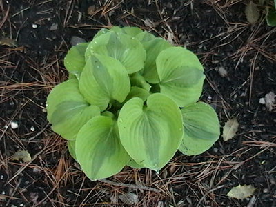 Luna Moth - April 29, 2011