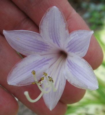 'Moonstruck'  flower August 3