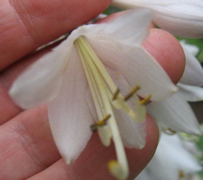 'Liberty' flower July 24