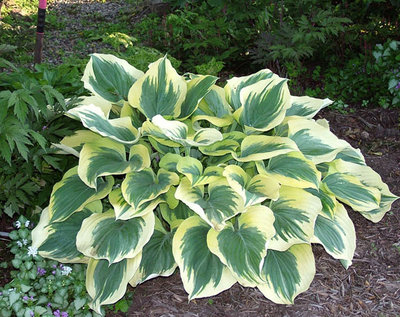 Hosta-Liberty-clump.jpg