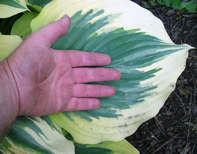 Hosta-Liberty-leaf.jpg